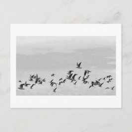Fåglar på vykort för flygning