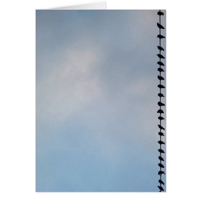 Fåglar San Francisco OBS Kort (Framsidan)