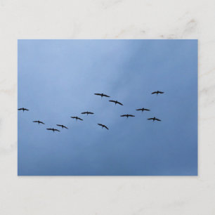 Fåglar som flyger i V-formation Naturfotografering Vykort