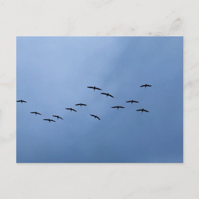 Fåglar som flyger i V-formation Naturfotografering Vykort (Framsida)