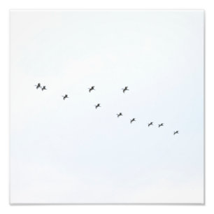Fåglar som flyger på Himmel Fototryck