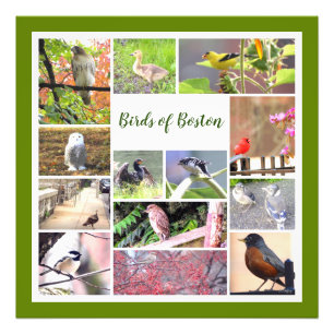 Fåglar till Boston Photo Collage Fototryck