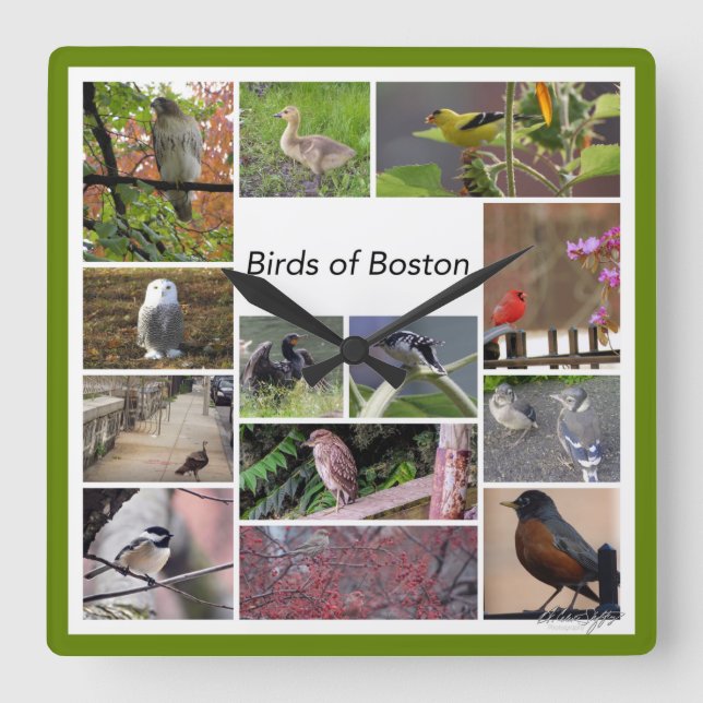 Fåglar till Boston Photo Collage Fyrkantig Klocka (Framsida)