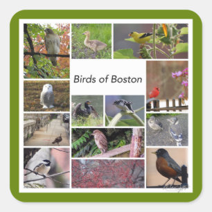 Fåglar till Boston Photo Collage Fyrkantigt Klistermärke