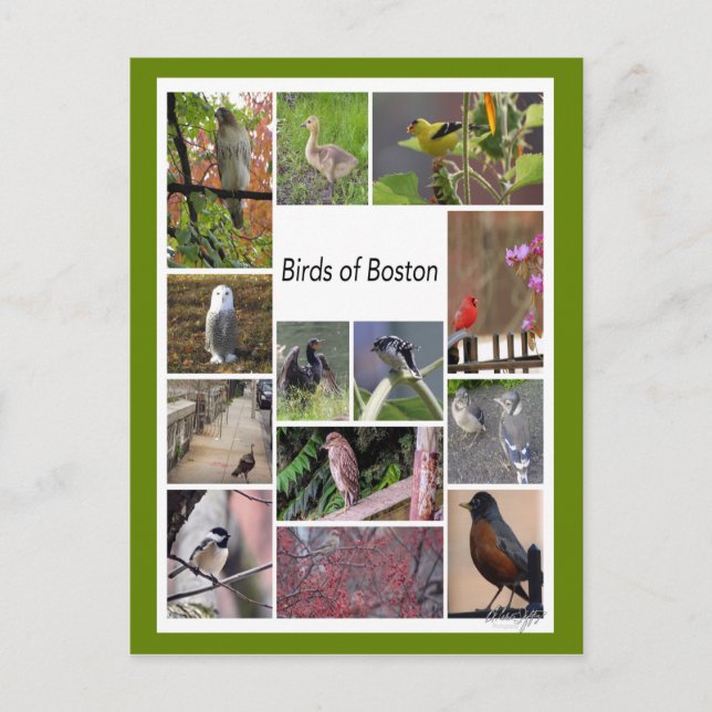 Fåglar till Boston Photo Collage Vykort (Framsida)