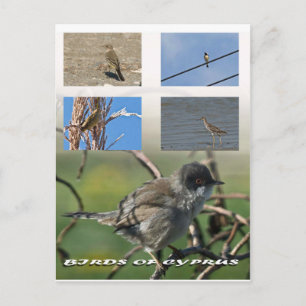 Fåglar till Cyperns vykort