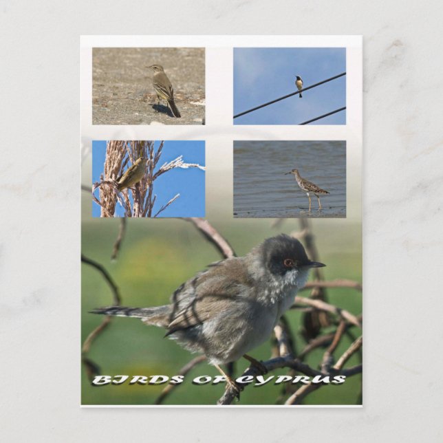 Fåglar till Cyperns vykort (Framsida)