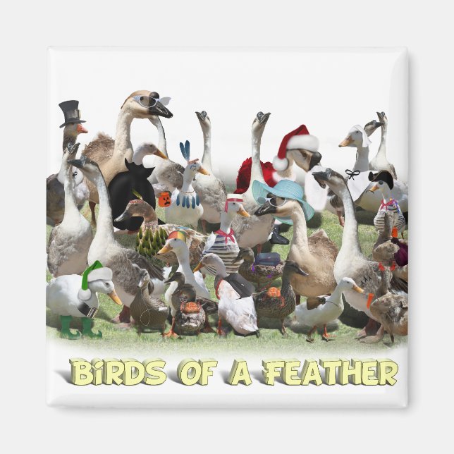 Fåglar till en fjäder magnet (Framsidan)