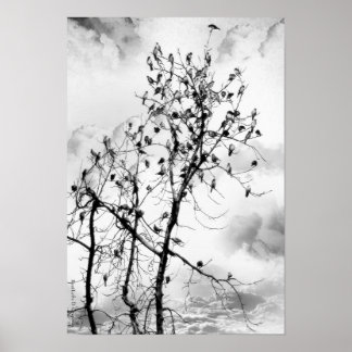 Fåglar till en fjäder poster