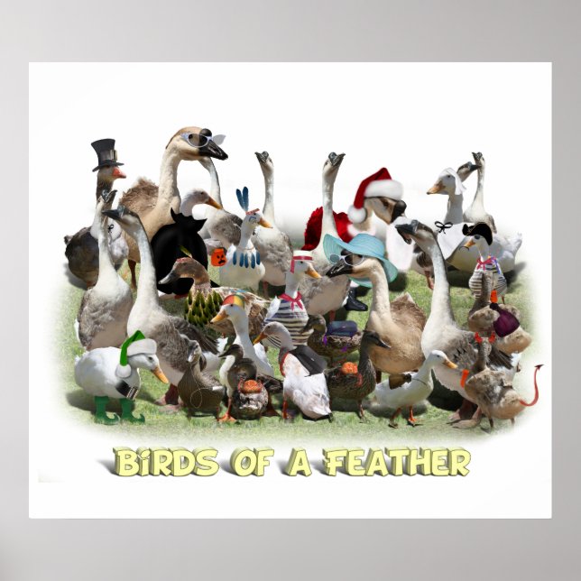 Fåglar till en fjäder poster (Framsidan)