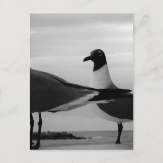 Fåglar till en fjäder vykort