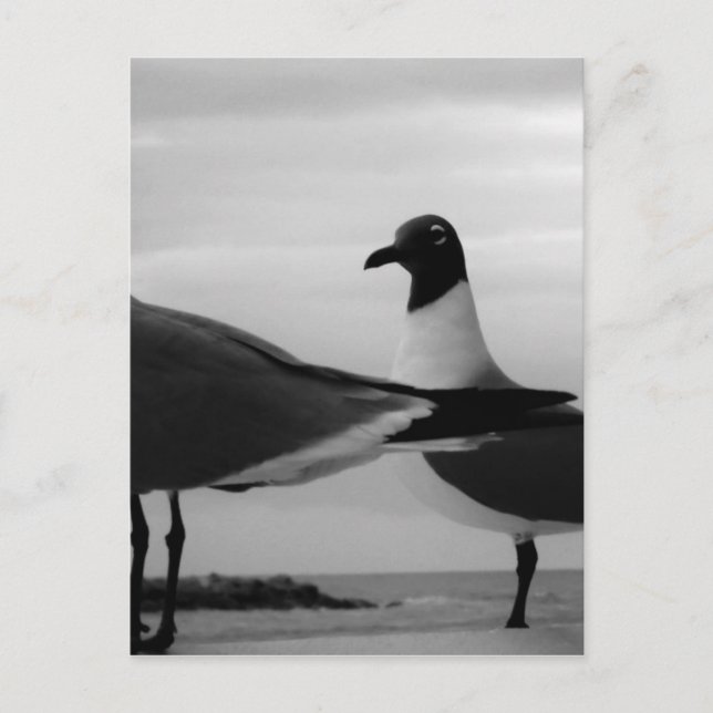 Fåglar till en fjäder vykort (Framsida)