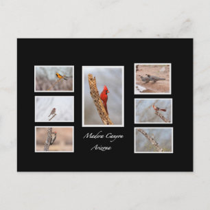 Fåglar till Madera Canyon Arizona Vykort