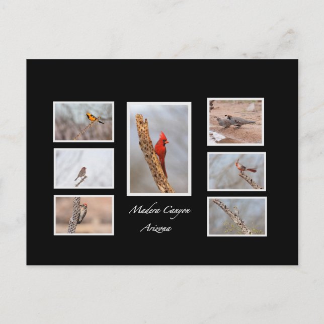 Fåglar till Madera Canyon Arizona Vykort (Framsida)