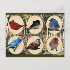 Fåglar till Mitten Tennessee Vykort