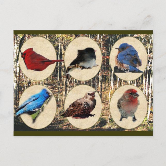 Fåglar till Mitten Tennessee Vykort (Framsida)