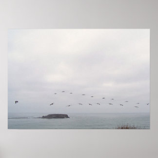Fåglar under flygning poster