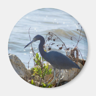 Fåglar vid Bay Little Blue Heron Safety Harbor Magnet