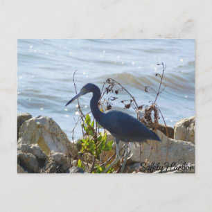 Fåglar vid Bay Little Blue Heron Safety Harbor Vykort