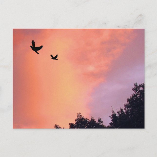 Fåglar vid Sunset Vykort (Framsida)