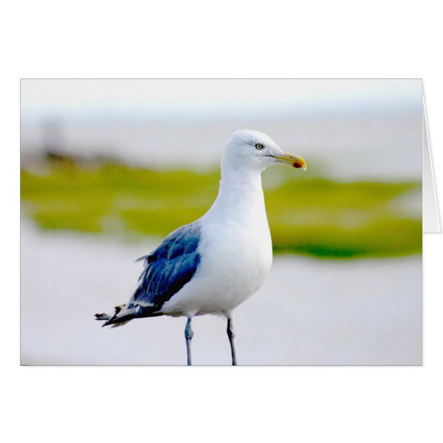 Fåglar vid Vatten Hälsningskort (Framsidan Horizontal)