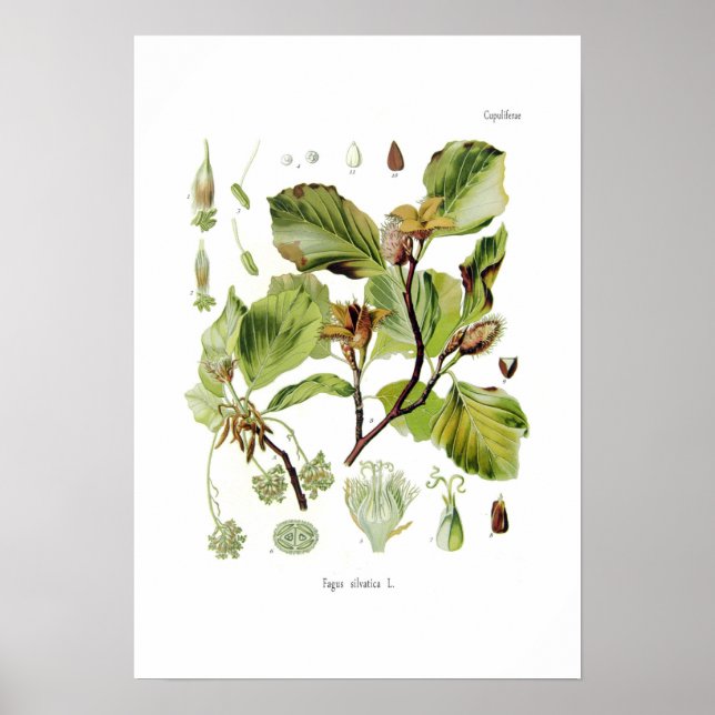 Fagus silvatica (bok) poster (Framsidan)