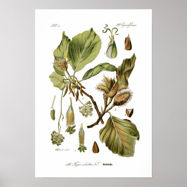 Fagus silvatica (bok) poster (Framsidan)