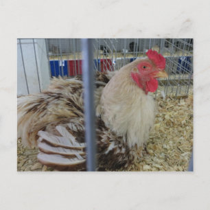 Fair Chicken Vykort