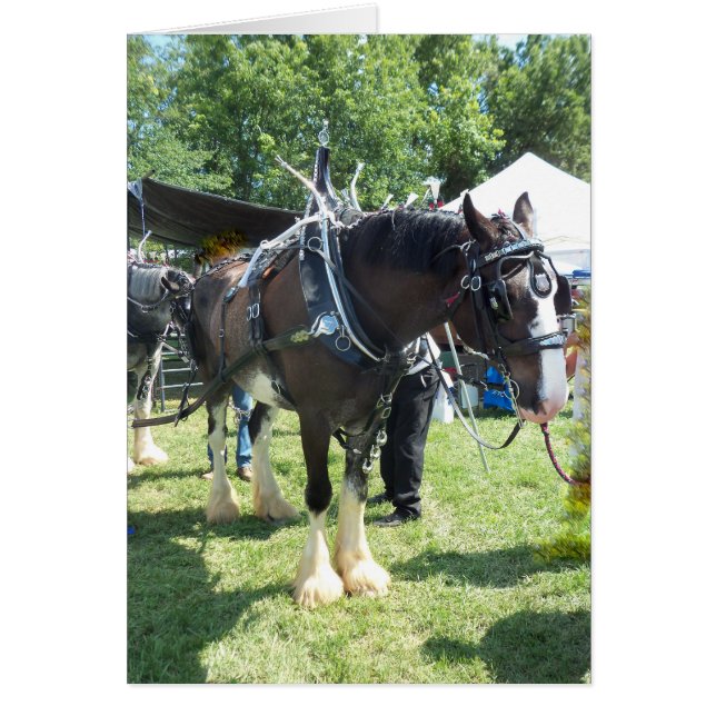 Fair Horse Hälsningskort (Framsidan)