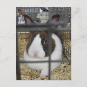 Fair Rabbit Vykort