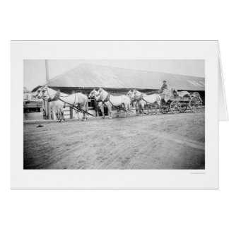 Fairbanks Horse Team 1915 Hälsningskort
