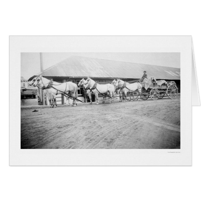 Fairbanks Horse Team 1915 Hälsningskort (Framsidan Horizontal)