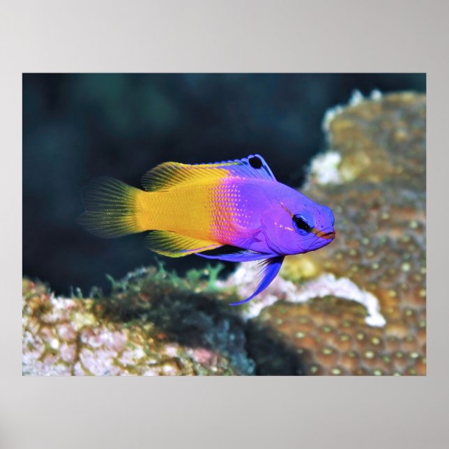 Fairy Basslet Poster (Framsidan)