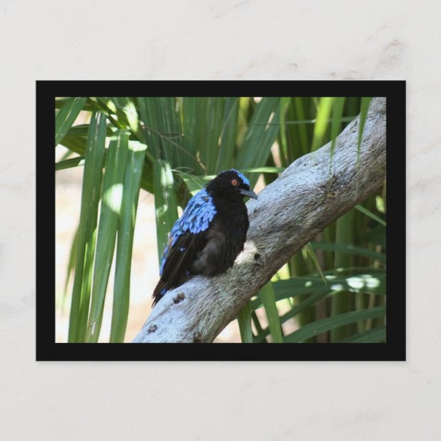 Fairy Bluebird Photo Postcard Vykort (Framsida)