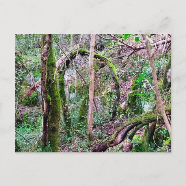 Fairy Portal - Rio de Mouros - Conímbriga - PT Vykort (Framsida)