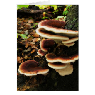 Fairy Shelf Hälsningskort