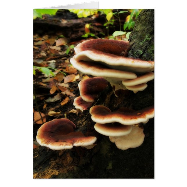 Fairy Shelf Hälsningskort (Framsidan)