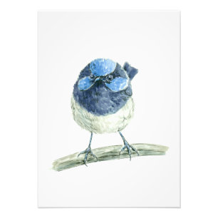 Fairy wren fototryck