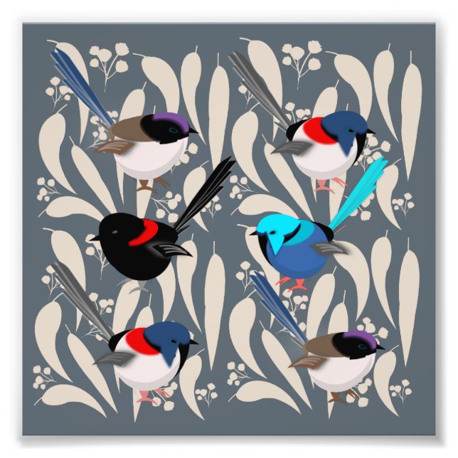 Fairy Wrens Fototryck (Framsidan)