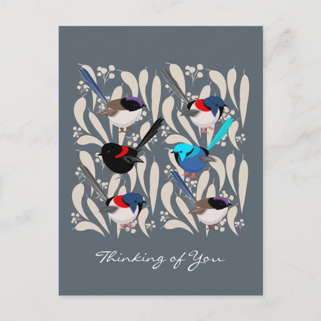 Fairy Wrens Vykort (Framsida)