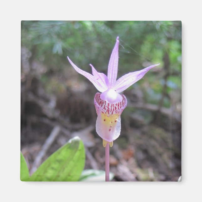 Fairysko Orchid Flower Magnet (Framsidan)