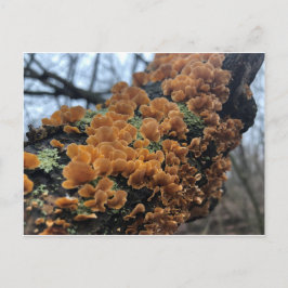 Fairytale Fungus Vykort