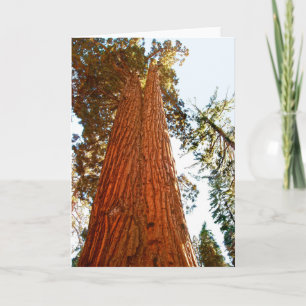 Faithful Couple Sequoia Träd, Yosemite Kort