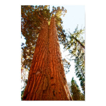 Faithful Couple Sequoia Träd, Yosemite