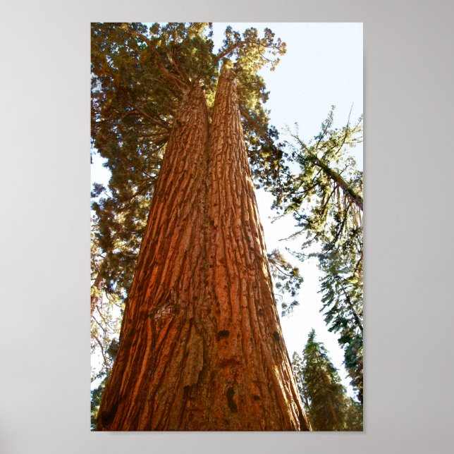 Faithful Couple Sequoia Träd, Yosemite Poster (Framsidan)