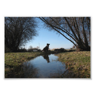 Faithful Farm Hund Fototryck