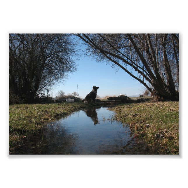 Faithful Farm Hund Fototryck (Framsidan)