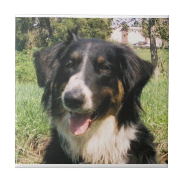 Faithful Finnegan Kakelplatta (Framsidan)