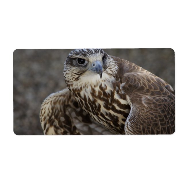 Falco cherrug fraktsedel (Framsidan)