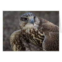 Falco cherrug
